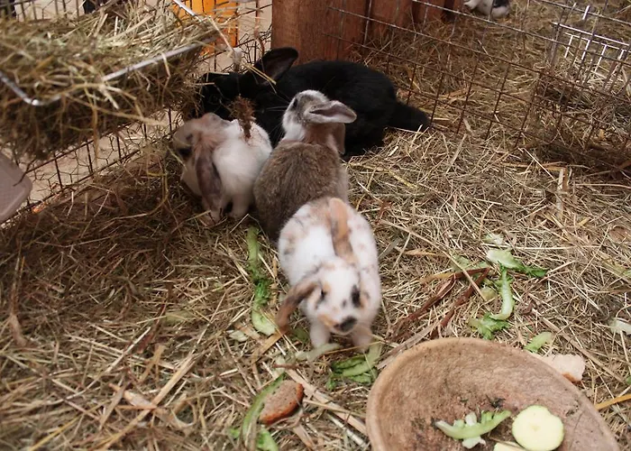 Pensionat Landgasthof Sauer